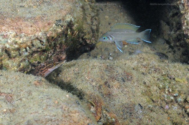 Mastacembelus platysoma à Muzi.