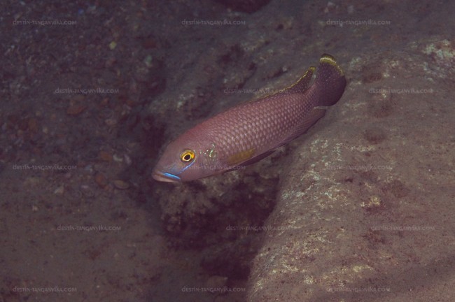 exLamprologus callipterus à Kabogo.