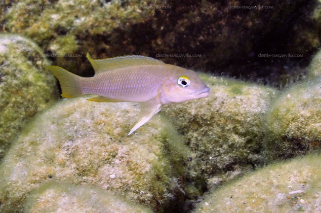 Neolamprologus aff. christyi &quot;nageoires jaunes&quot;- île de Nkondwe.