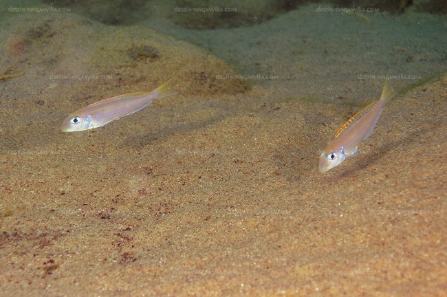 Xenotilapia flavipinnis à Lyamembe.