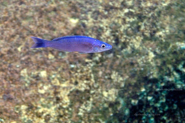 Cyprichromis leptosoma (queue bleue) à Mvuna).