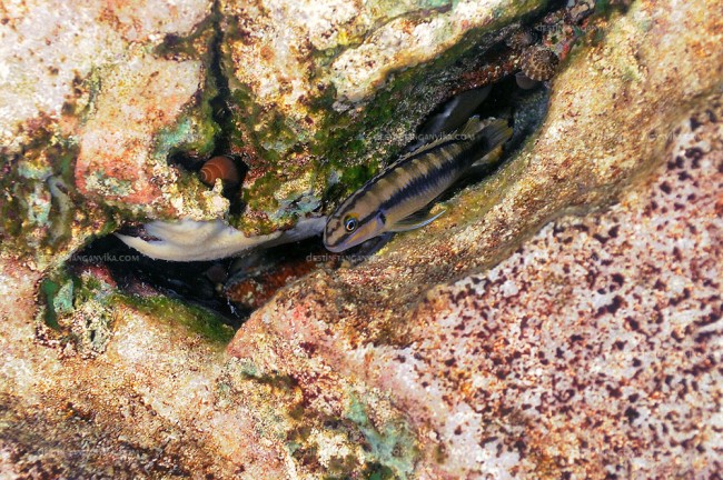 Telmatochromis aff. vittatus à Molwe.