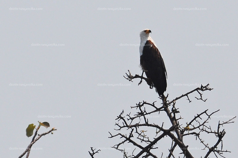 Haliaeetus vocifer (Aigle pêcheur) à Mtosi.