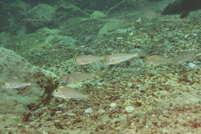 Xenotilapia boulengeri (île de Nkondwe)