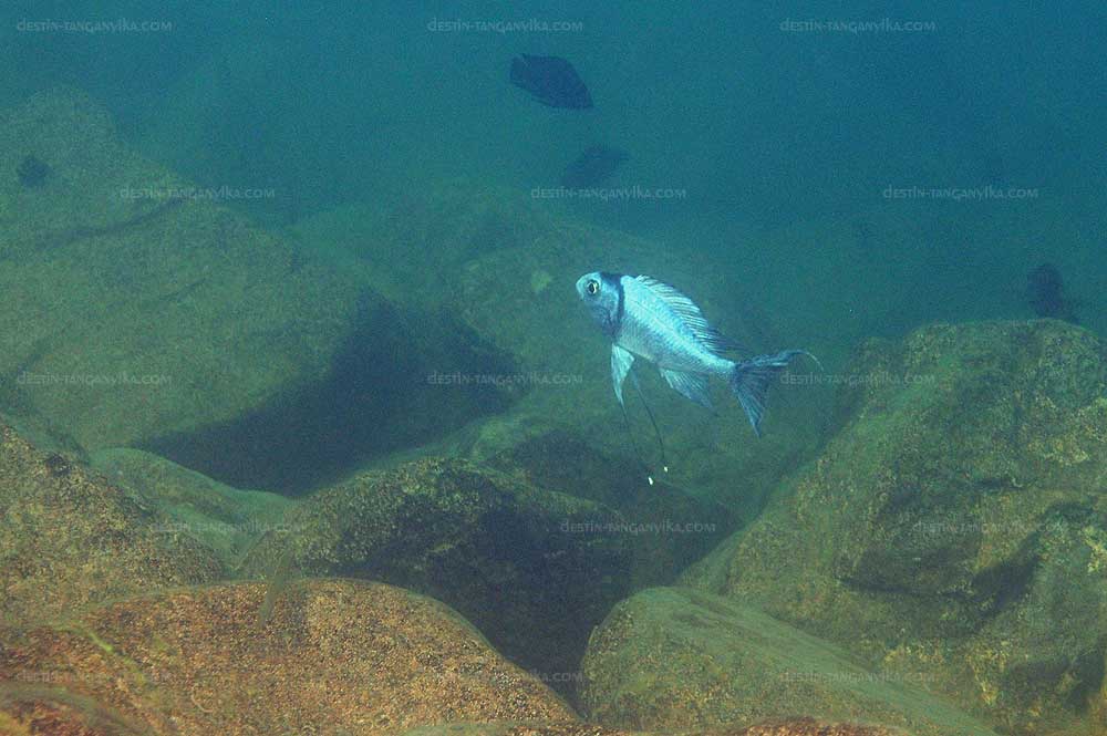 Ophthalmotilapia ventralis à Kasanga)