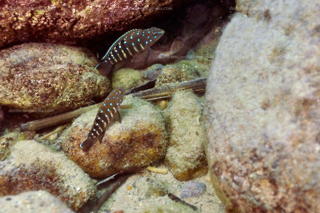 Tanganicodus irsacae à Lyamembe.