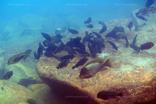 Simochromis diagramma, Petrochromis ephippium, Tropheus moorii à Mtosi.