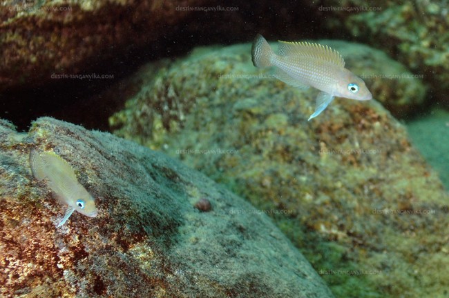 Neolamprologus leloupi à Lyamembe.