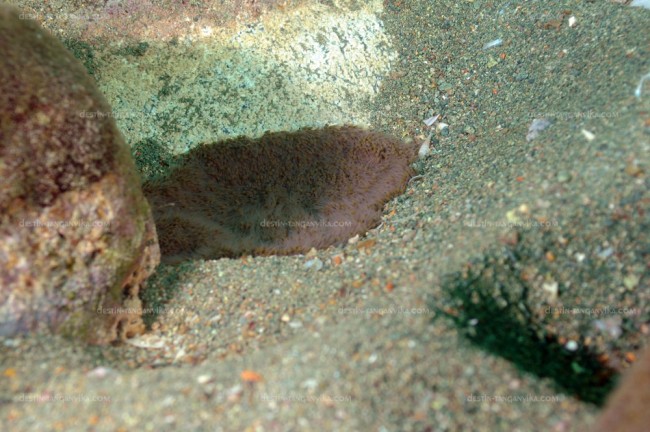 Nid de Boulengerochromis microlepis (île de Mamalesa.