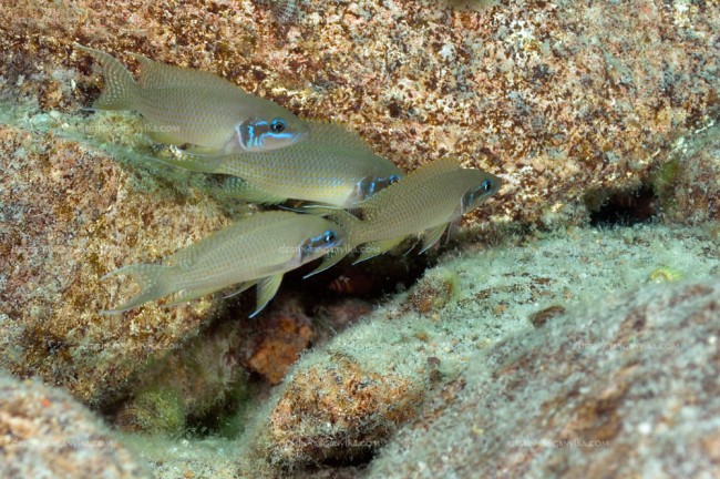 Neolamprologus brichardi à Lupita.