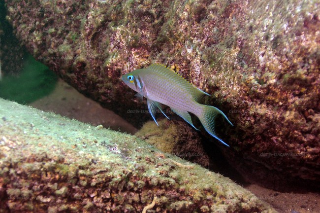 Neolamprologus pulcher à Kasanga.