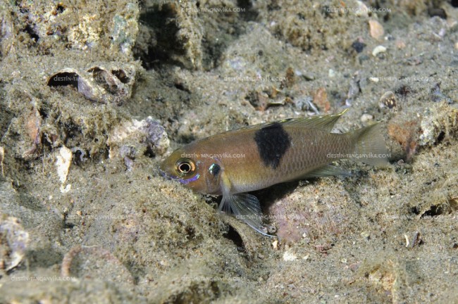 Neolamprologus brevis à Kalilani