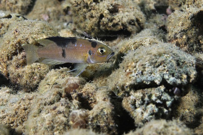 Neolamprologus brevis à Kalilani.