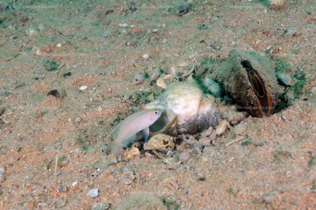 Neolamprologus brevis, île d'Ulwile.