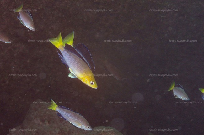 Cyprichromis sp. jumbo à Slaf rocks.