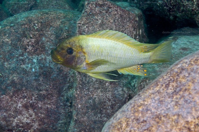 Petrochromis ephippium &quot;moshi yellow&quot; à Mtosi.