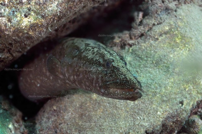 Mastacembelus moorii à Kelenge.