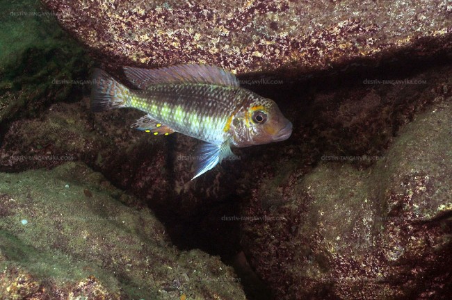 Interochromis loocki à Kasanga.