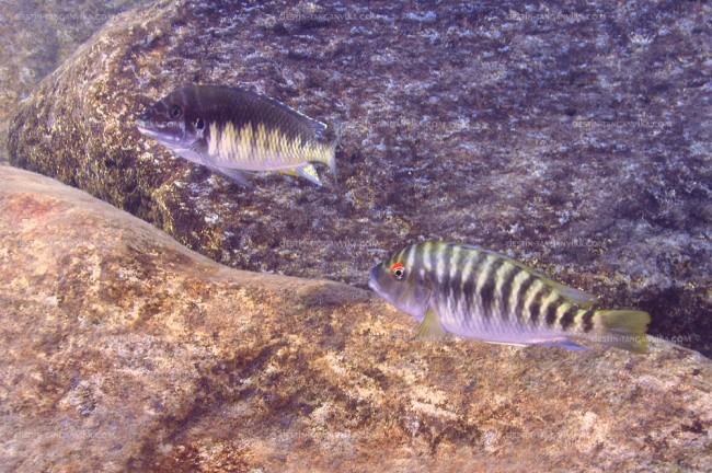 Petrochromis orthognathus et fasciolatus à Kekese.