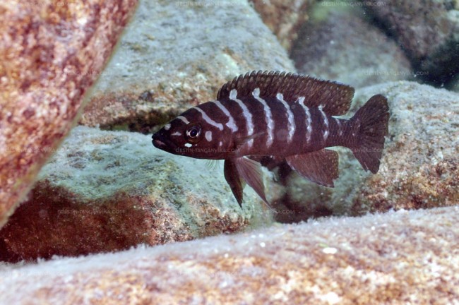 Neolamprologus cylindricus à Lupita.