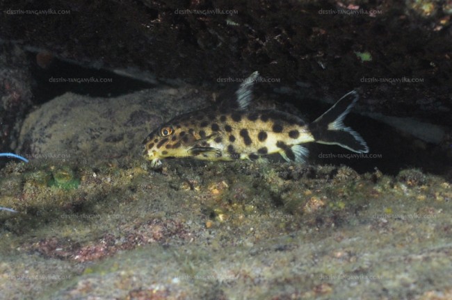 Synodontis polli à Muzi.