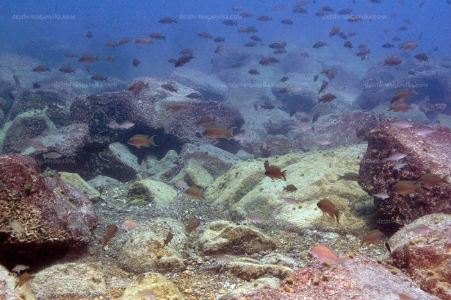 Neolamprologus brichardi à Nkondwe island.