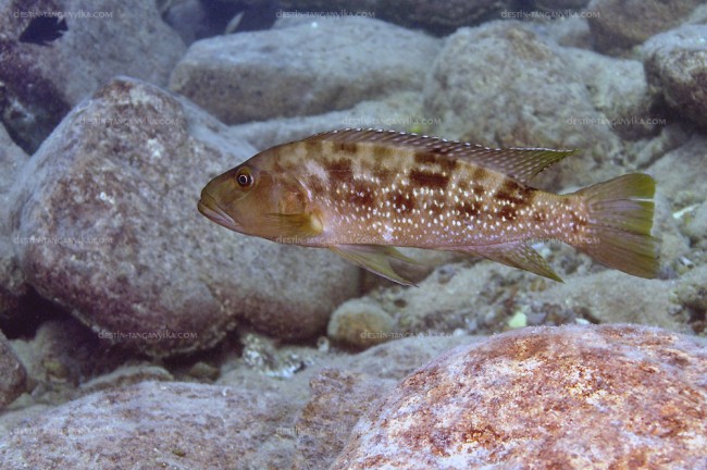 Lepidiolamprologus profundicola.