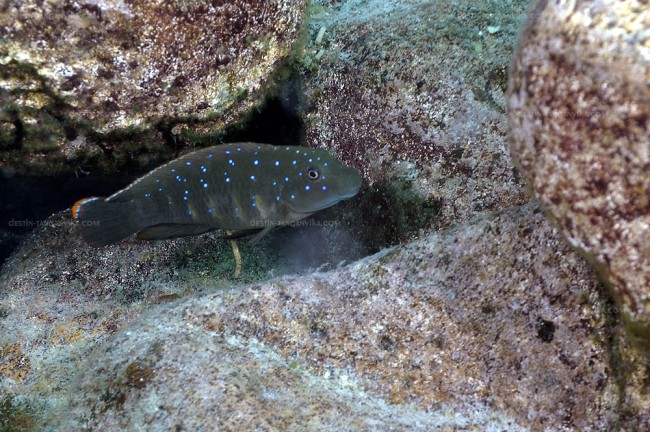 Eretmodus cyanostictus à Lupita island.