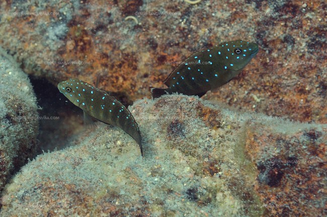 Eretmodus cyanostictus (Mvuna).