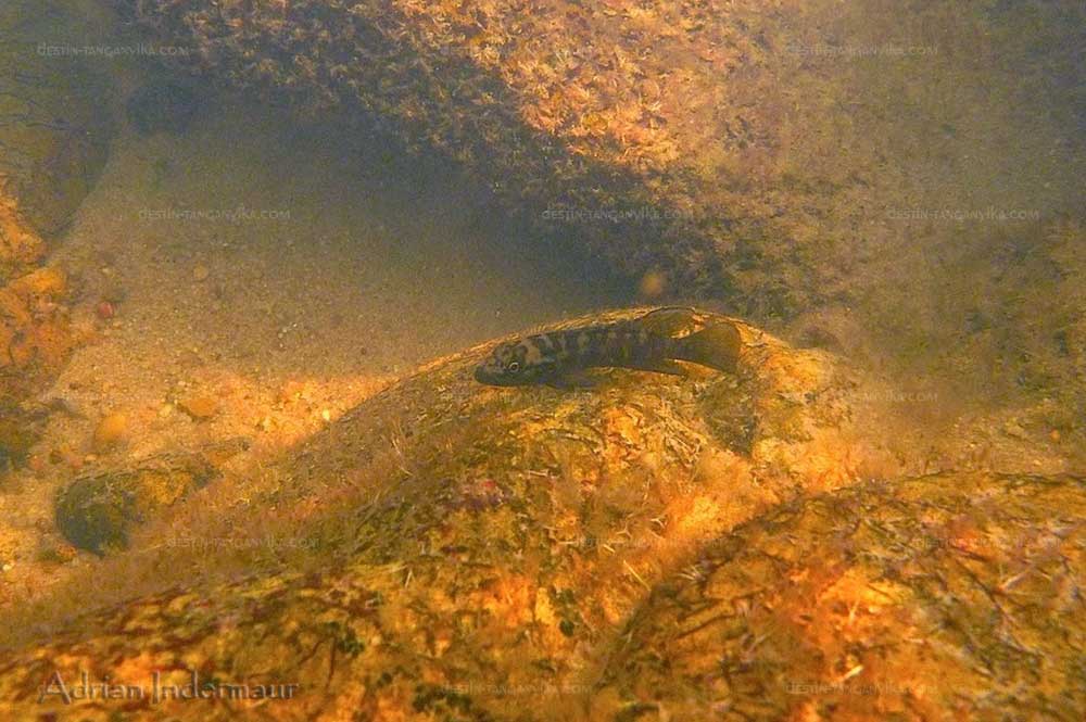 Telmatochromis sp. lufubu