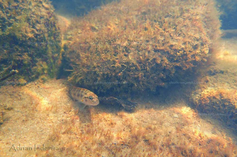 telmatochromis-sp-lufubu-a.1.jpg