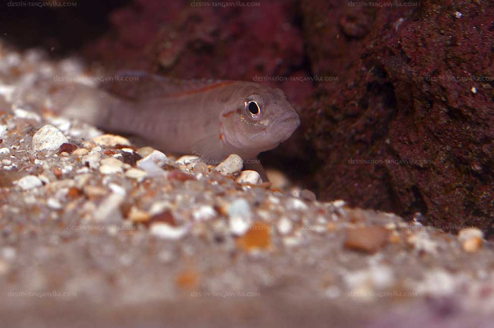 telmatochromis-sp-lufubu-a.1.jpg