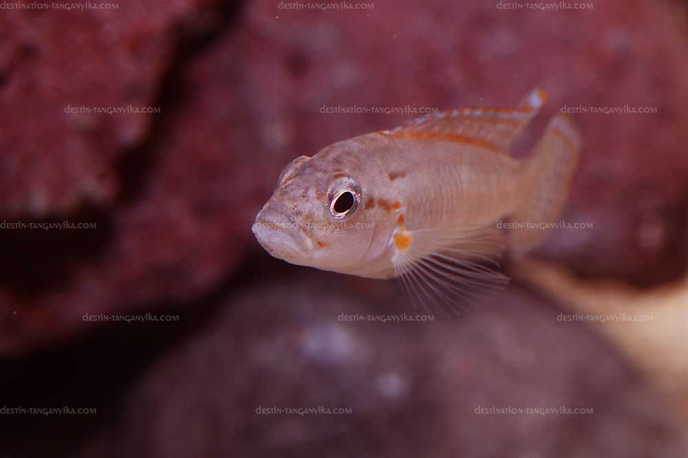 Telmatochromis sp. lufubu