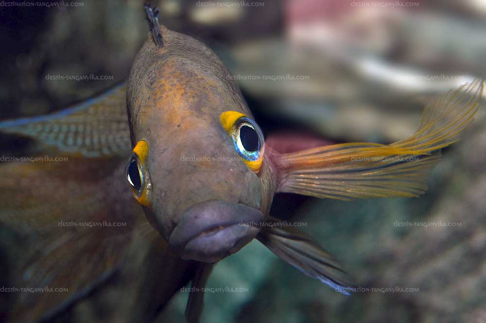 Neolamprologus furcifer.