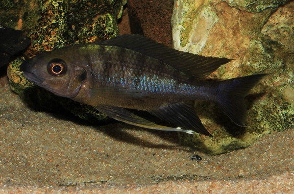 P.Tawil Ophthalmotilapia nasuta Mboko C140112B 010.JPG