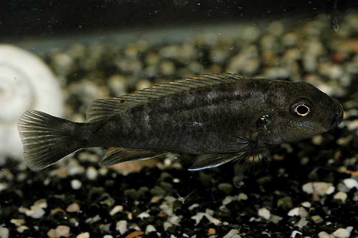 Genyochromis mento.