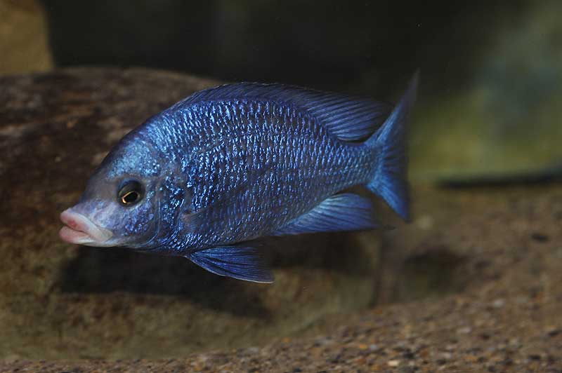 Placidochromis phenochilus mdoka.