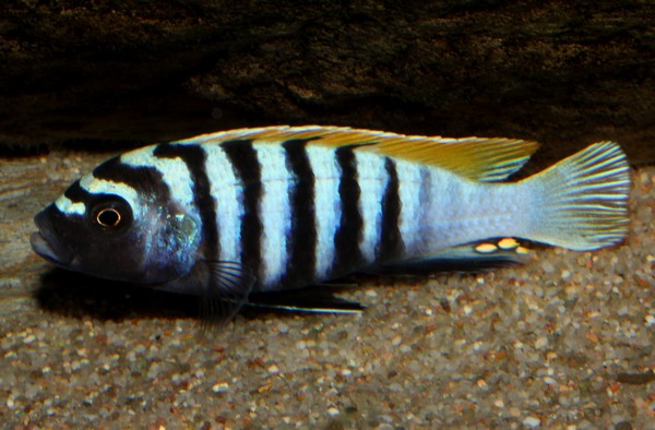 P.Tawil Cynotilapia sp. zebroides Jalo mâle.JPG