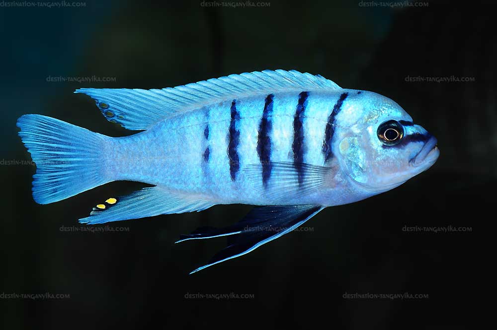 Cynotilapia sp. Hara gallireya.