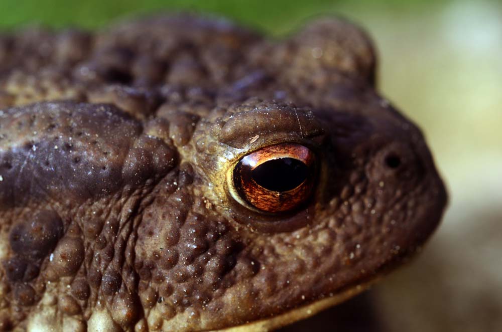 bufo-bufo-h-a.1.jpg