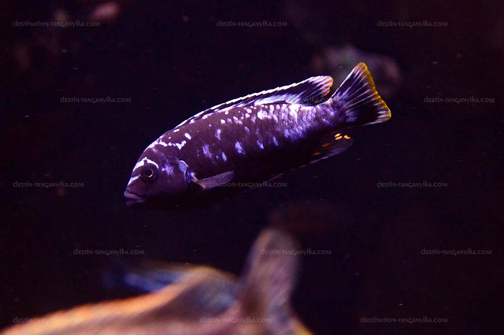 Pseudotropheus msobo &quot;Magunga&quot;