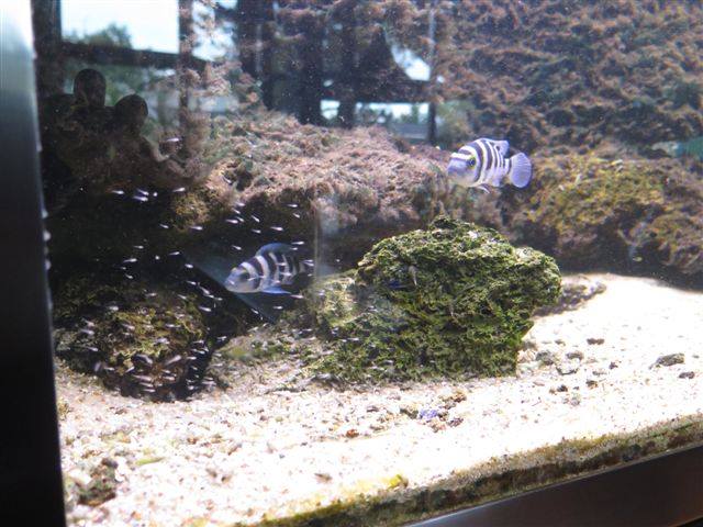 Neolamprologus sexfasciatus bleu, ponte en aquarium.
