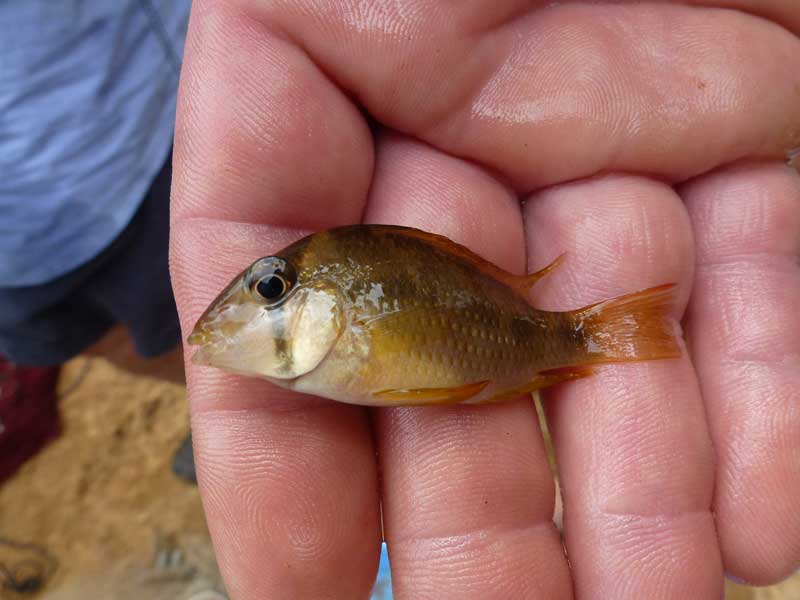 Guianacara sp. &quot;Brokopondo&quot; Suriname