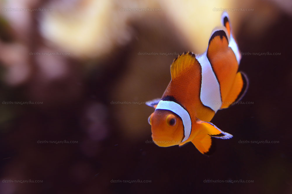 Amphiprion ocellaris