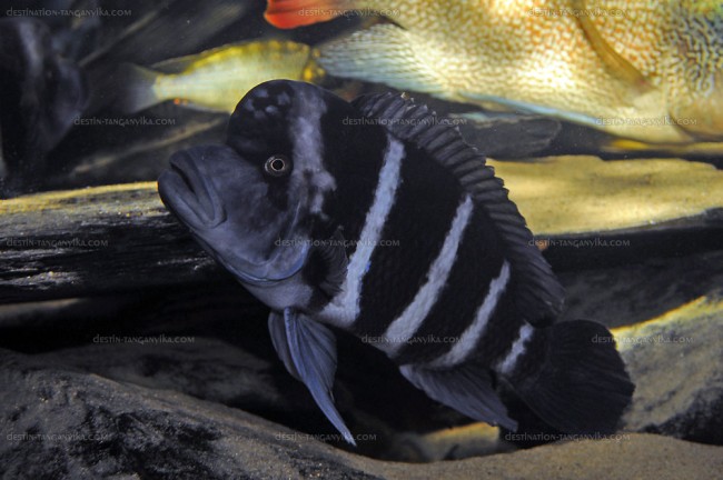 Cyphotilapia gibberosa