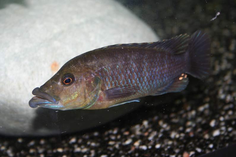 Melanochromis labrosus f1
