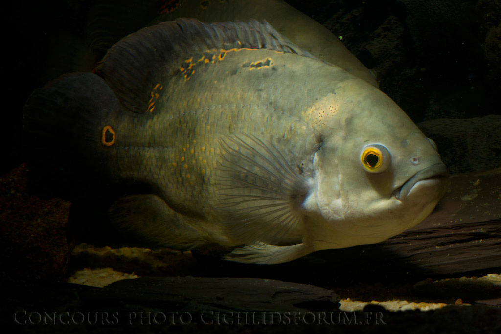 astronotus-ocellatus.jpg