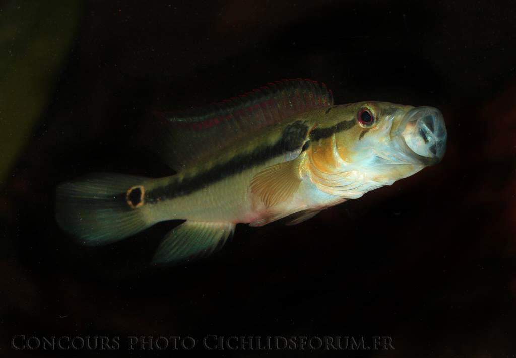 crenicichla-edithae-paraguay.jpg