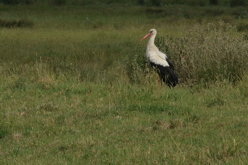 ciconia-ciconia-d.jpg