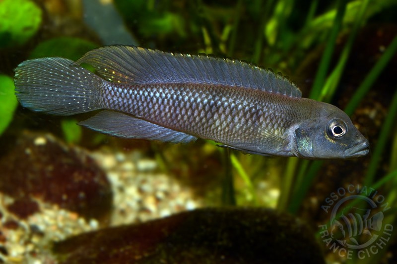 lamprologus-tigripictilis-afc.jpg